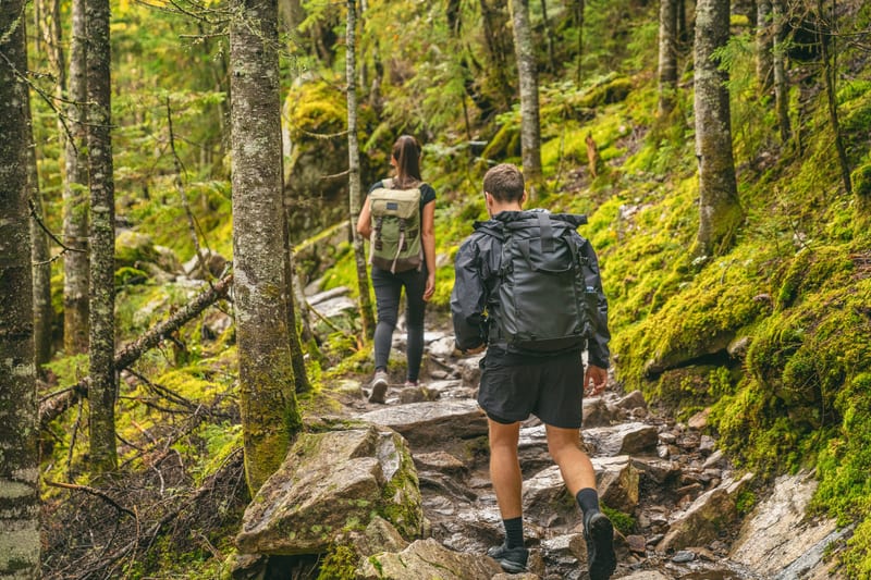 Hikers on a forest trail
